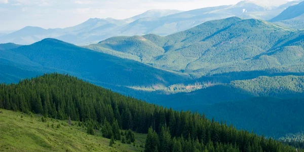 Cea mai sălbatică vale a Europei - pădurile virgine din Boişoara Vâlcea din Munţii Făgăraş Foto Adevărul