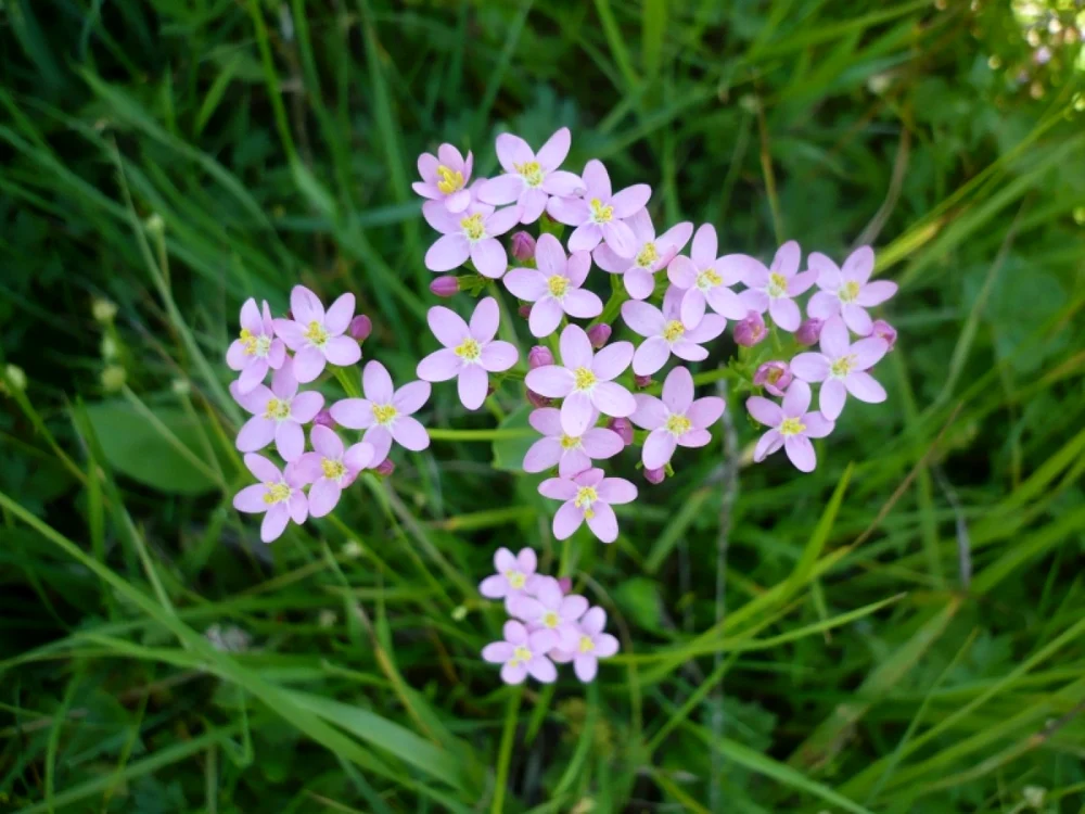 Centaurium erythraea Foto: eunis.eea.europa.eu/specie
