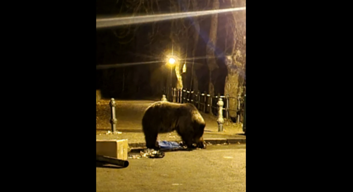 Ursoaica din Sinaia, despre care s-a spus că a atacat turişti, la Peleş, surprinsă la tomberoanele de gunoi FOTO Facebook/Claudia Ioana Coteanu