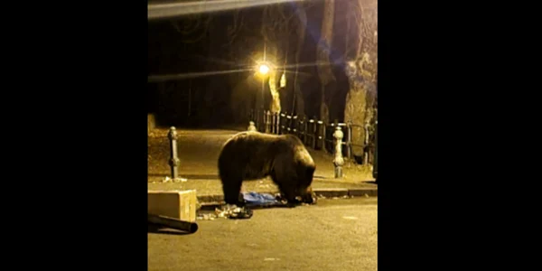 povestea turistior ucraineni care nu au fost sfâşiaţi de urs la sinaia
