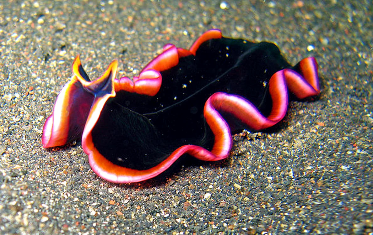 2 640px Pseudobiceros hancockanus jpg jpeg