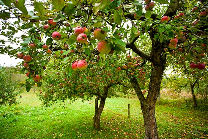 Mărul poate fi perfect în această perioadă / foto: IStock