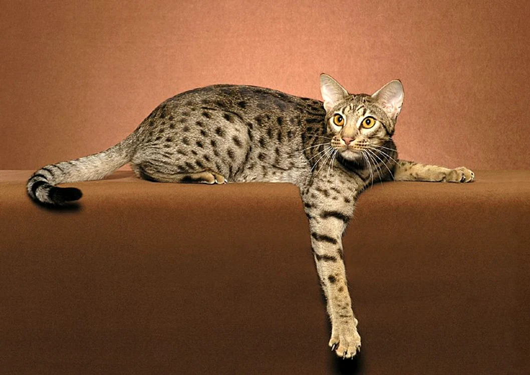 Pisica Ocicat - caracteristici ale raseifoto: animalulmeu.ro