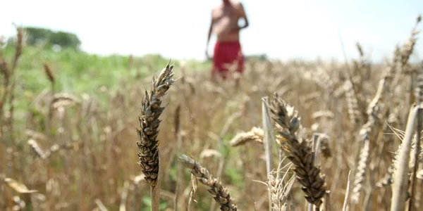 Agricultorii gălăţeni sunt disperaţi 