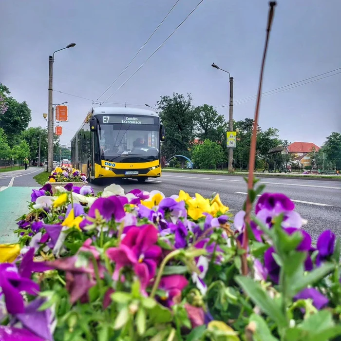 Autobuz electric Karsan la Timișoara FOTO PMT