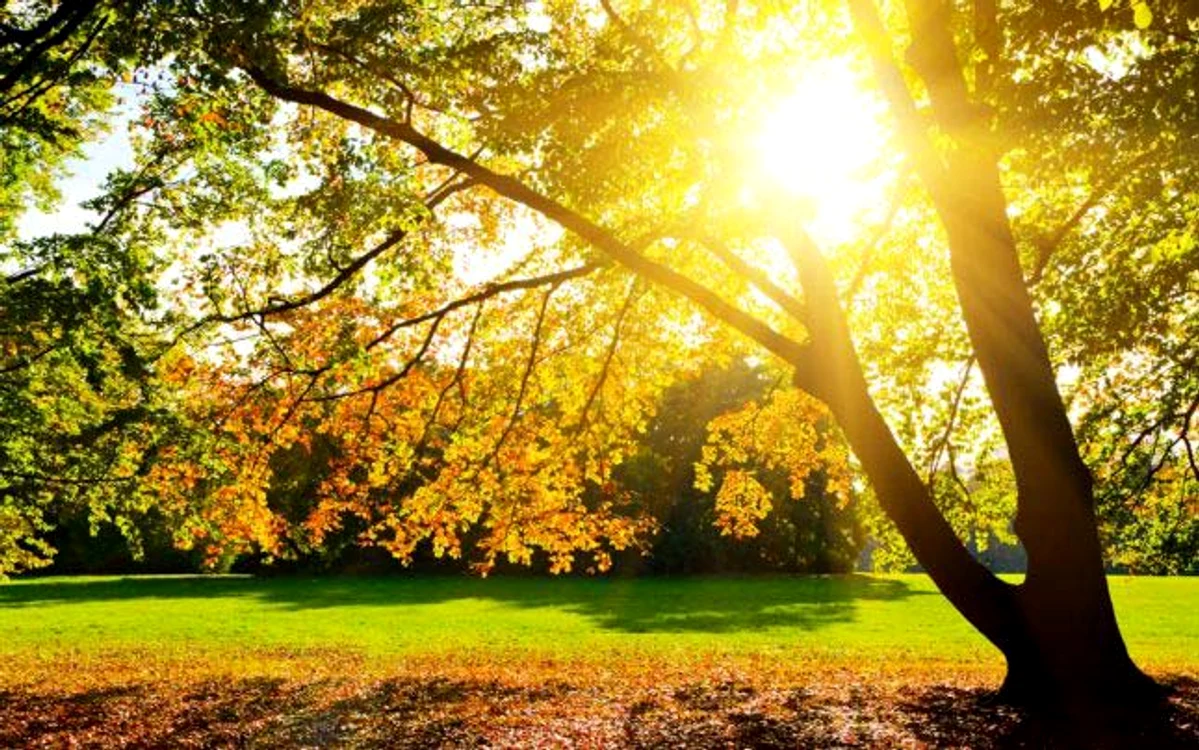
    Cât ţine vremea frumoasă. Începutul lunii octombrie a adus temperaturi mari în toată ţara Foto: Adevărul  