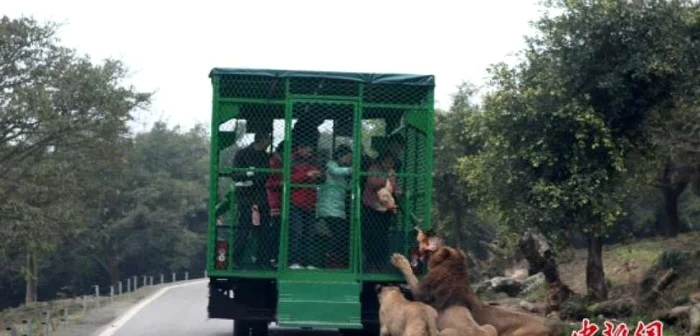 Barele cuştilor sunt prinse bucăţi mari de carne, care îi provoacă pe prădători să se apropie de oamenii captivi. FOTO Oddity Central