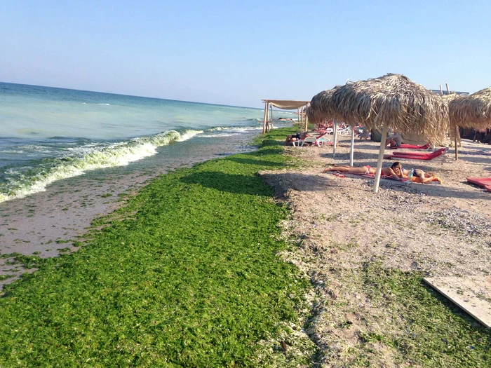 La Vama Veche, stratul de alge era gros de câţiva centimetri