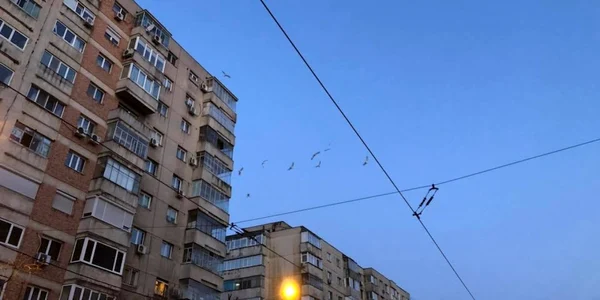 pescarusi in bucuresti foto lavinia balulescul