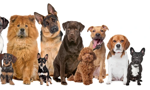 1 shutterstock 99357692 jpg jpeg