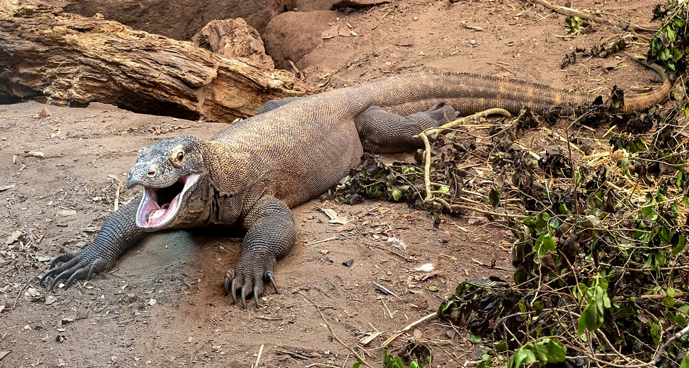 Un dragon de Komodo în captivitate la Chester Zoo (©  Mike Peel, CC-BY-SA-4.0.)