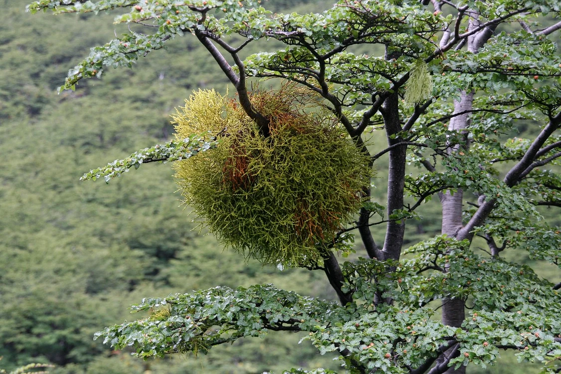 Vâscul aduce noroc / foto: Pixabay