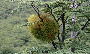 mistletoe 1165096 1280 jpg