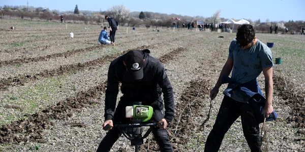 Acțiune de plantare arbori, Răcari. FOTO Petre Marin / Facebook