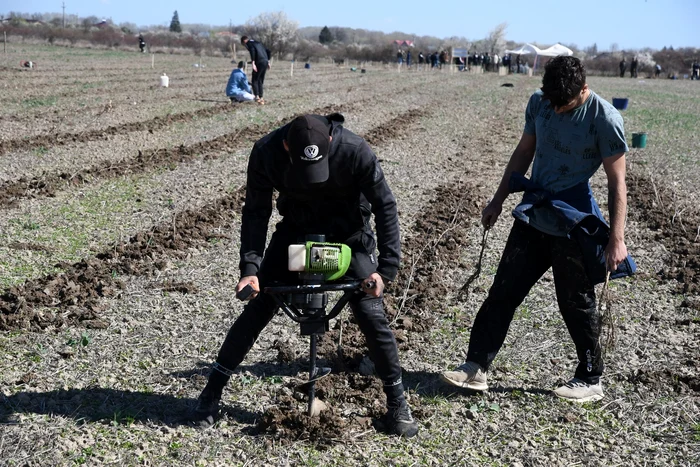 Acțiune de plantare arbori, Răcari. FOTO Petre Marin / Facebook