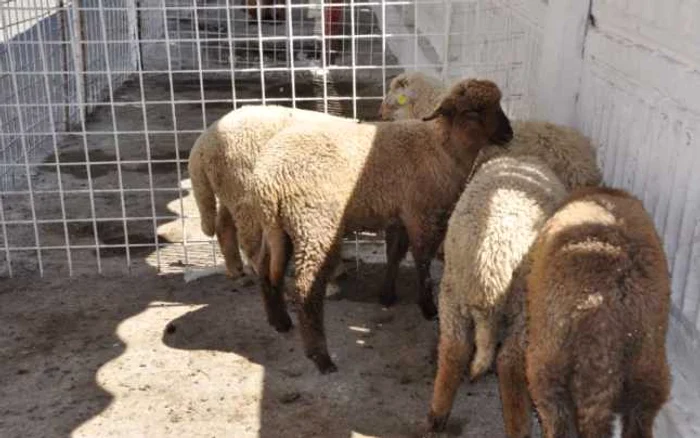 Ciobanii susţin că mieii de Bărăgan sunt o adevărată delicatesă FOTO: M.S.