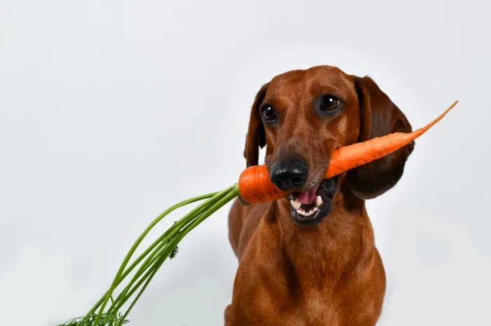 7 fructe și legume pe care câinii le iubesc. 