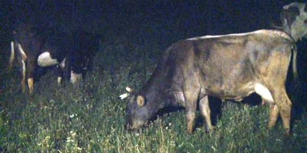Animale la pascut noaptea