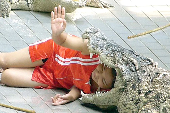 Îşi riscă viaţa, băgându-şi capul în gura crocodililor, în spectacole (Fotografii: Photoland/Caters)