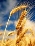 Ştiaţi că în România se cultiva grâu din preistorie? Iată dovada jpeg