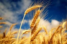 Ştiaţi că în România se cultiva grâu din preistorie? Iată dovada jpeg