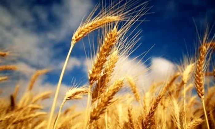 Ştiaţi că în România se cultiva grâu din preistorie? Iată dovada jpeg