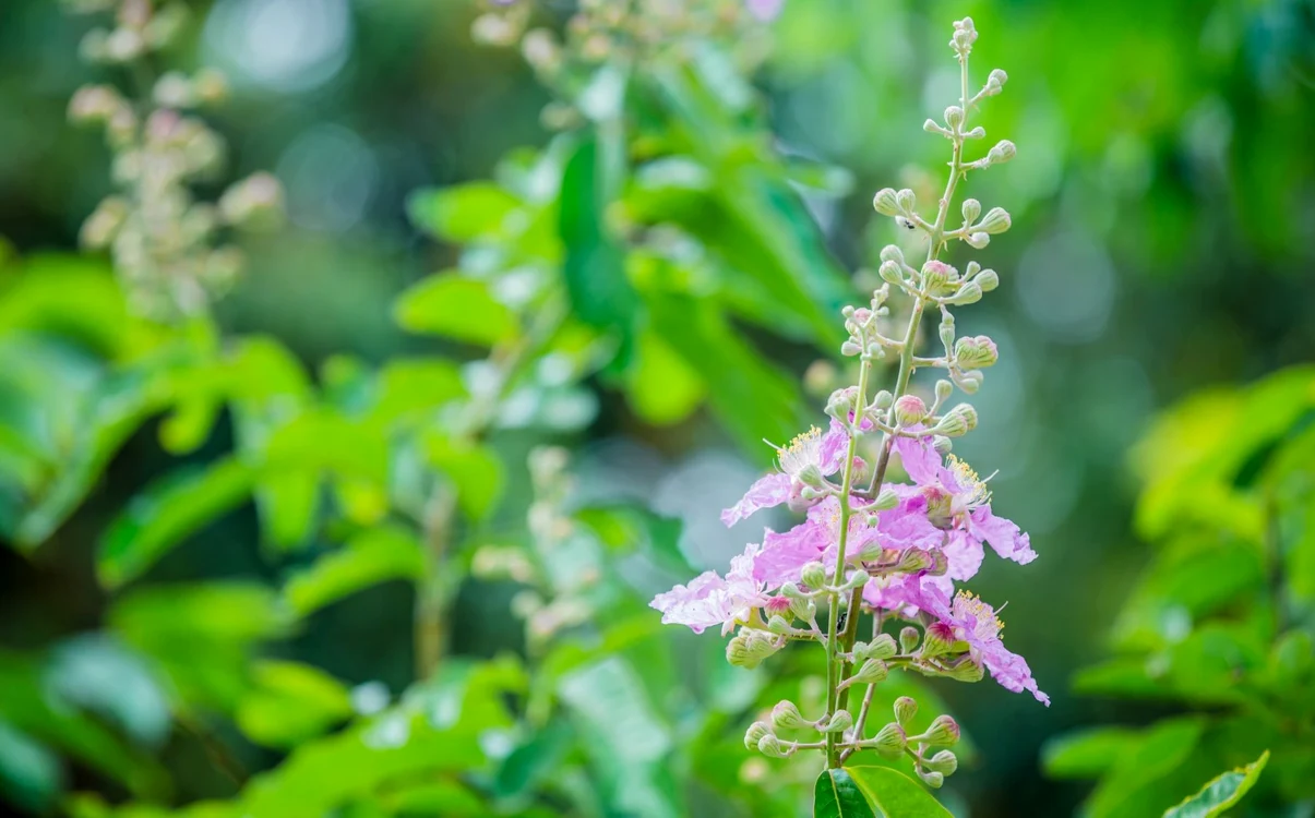 Lamium purpureum, considerată o simplă buruiană, are, de fapt, multe benefici / Foto: Freepik