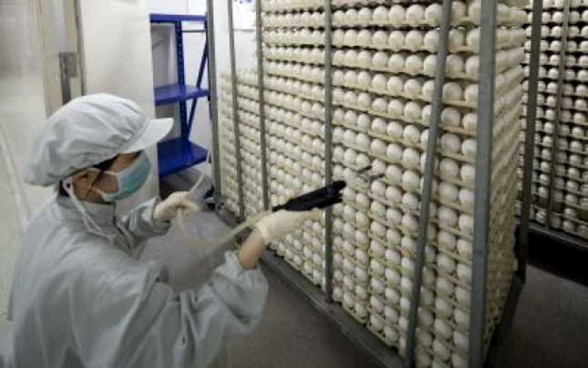 Virusul H1N1 atacă celulele din interiorul plămânilor