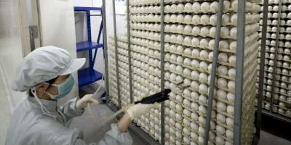 Virusul H1N1 atacă celulele din interiorul plămânilor
