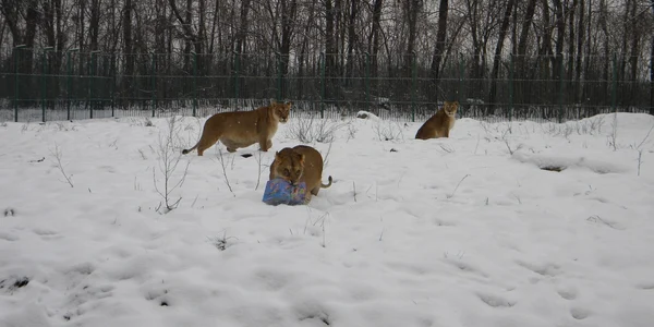 lei craciunul animalelor ploiesti