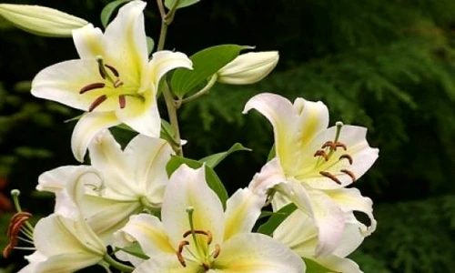 flori potrivite pentru bărbaţi jpeg