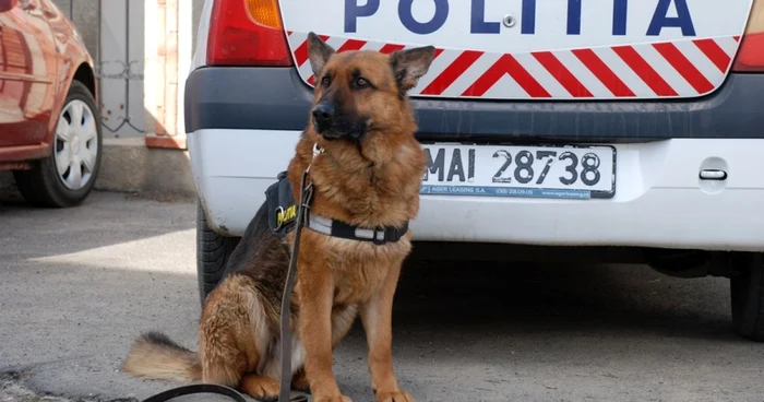 Câinele poliţist i-a stricat socotelile hoţului   FOTO Florentin Coman