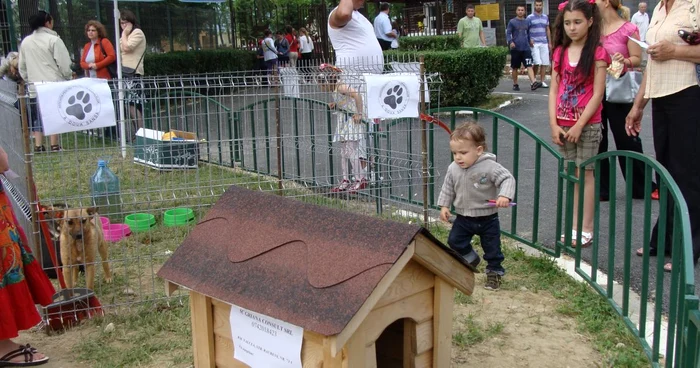 Primul targ de adopti de caini organizat la Gradina Zoologica
