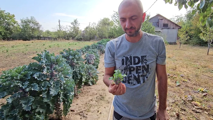 Daniel Toma cultivă kalettes din 2022. FOTO Iulian Bunilă