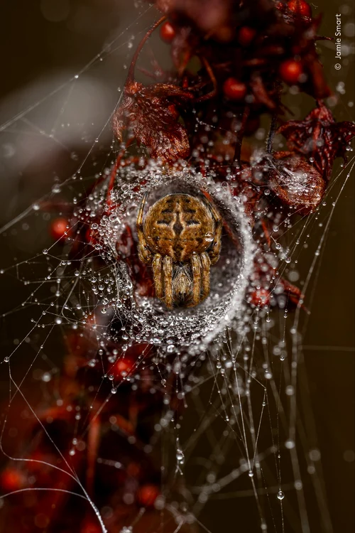 Jamie Smart, „The Weaver's Lair”/FOTO: X @paulfrost_me