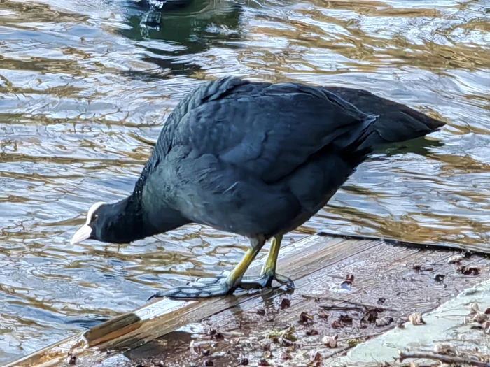 Huawei P50 Pro mascul listita FOTO Adrian Pogîngeanu
