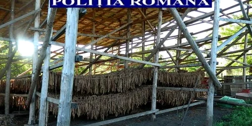 perchezitii tutun  3