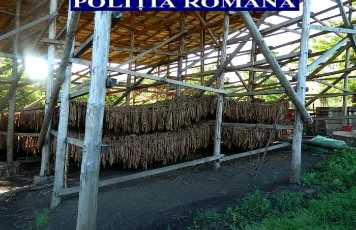 Poliţiştii au descoperit o adevărată fabrică ilegală de tutun în judeţul Mureş FOTO: Poliţia Română