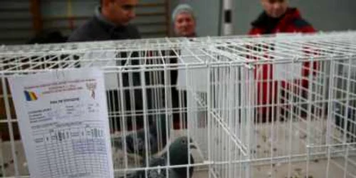 Cei mai performeri porumbei voiajori au parcurs şi peste 10.000 de km în competiţiile de peste graniţă. 