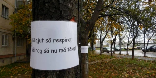 Mesaje pe copacii de pe Aleea Azurului 