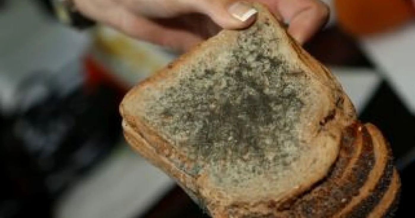 Braşov: GALERIE FOTO ŞI VIDEO / Pâine şi tarte mucegăite şi ciocolată expirată la Carrefour