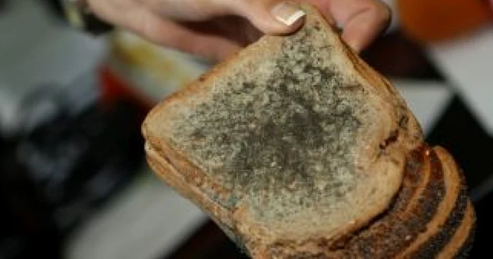 Braşov: GALERIE FOTO ŞI VIDEO / Pâine şi tarte mucegăite şi ciocolată expirată la Carrefour