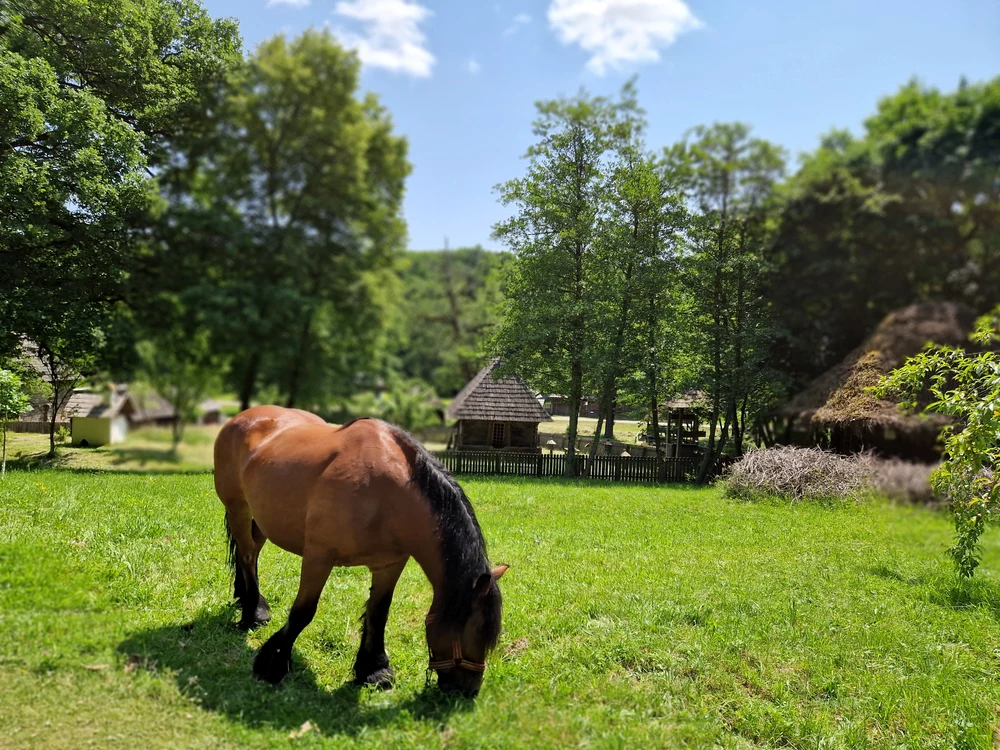 Satul oltenesc uitat din Muzeul Astra Sibiu Foto Muzeul ASTRA AFCN