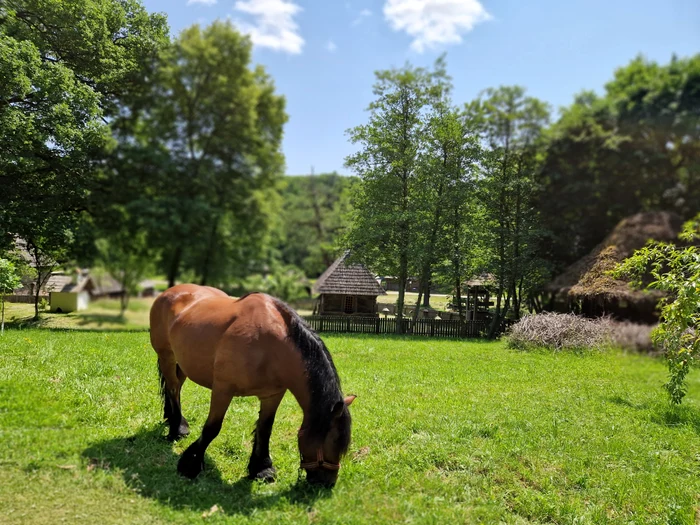 Satul oltenesc uitat din Muzeul Astra Sibiu Foto Muzeul ASTRA AFCN