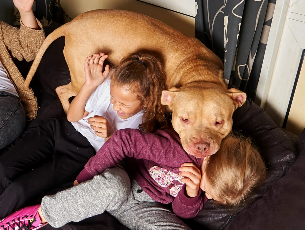 Bailey este foarte ataşat de Millie şi Erin, care îl consideră "fratele" lorFoto: Photoland/Caters