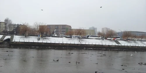 Pesti morti pe malul somesului 