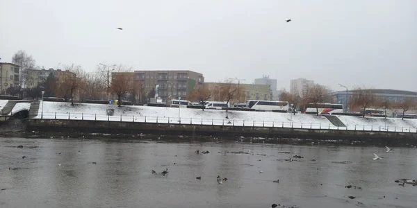 Pesti morti pe malul somesului 