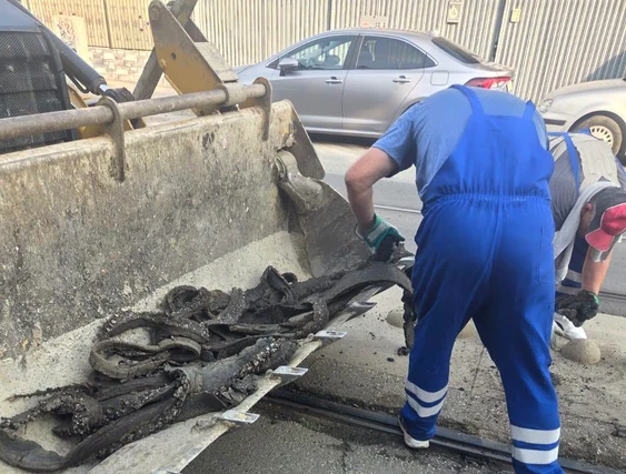Temperaturile ridicate au dus la topirea masticului de pe șine, la Timișoara FOTO: FB