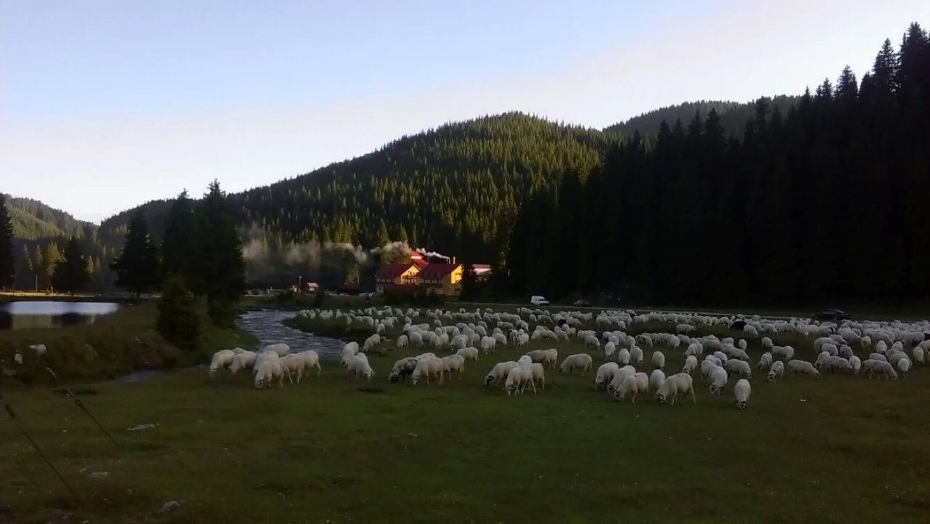 Măsuratul laptelui