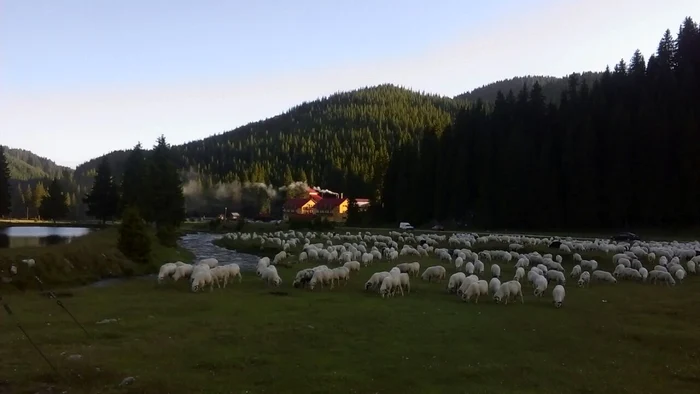 Măsuratul laptelui